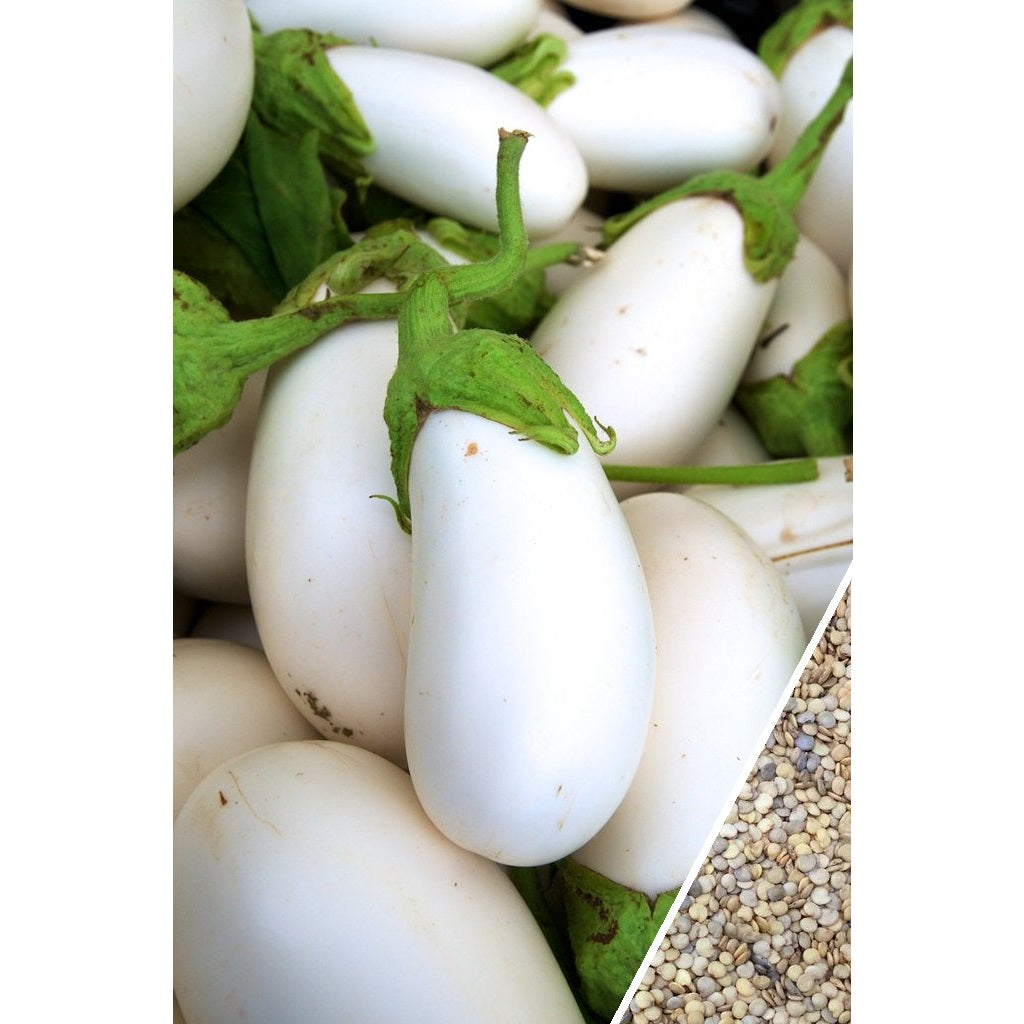[SKUIMG]SDN92|SDN92_1773880948307_1.jpg|SEMILLAS DE BERENGENA CASPER BLANCO