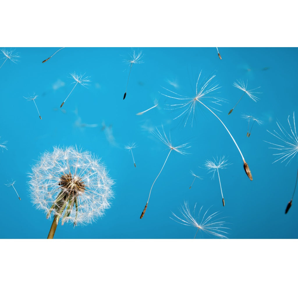 [SKUIMG]SDN94|SDN94_1773880906527_1.jpg|SEMILLAS DE PLANTA DIENTE DE LE�N