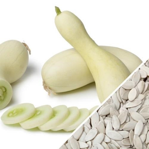[SKUIMG]SDN97|SDN97.jpg|SEMILLAS DE PEPINO, MARAVILLA BLANCA (100%